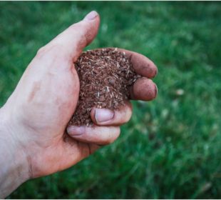 ways to reseed a lawn